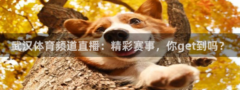 so米体育篮球直播在线：武汉体育频道直播：精彩赛事，你get到吗？