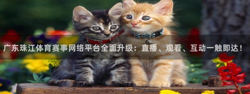 so米体育比赛直播：广东珠江体育赛事网络平台全面升级：直播、观看、互动一触即达！